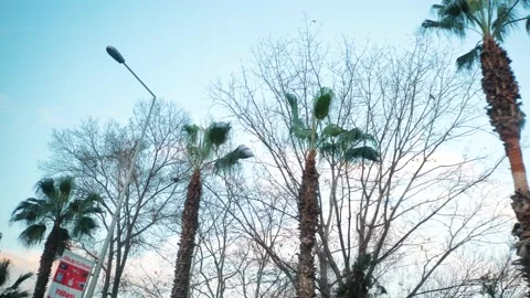 Palm trees in winter in Turkey. We drive past the palm trees. Stock Footage 201819485