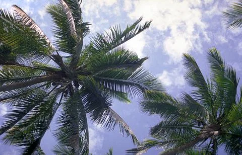 Palm trees, worm's eye Stock Photos