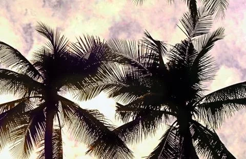 Palm trees, worm's eye Foto stock