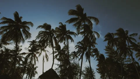 Palm Trees Zanzibar Stock Footage 308595955