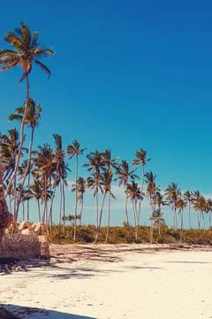 Palm trees in Zanzibar Stock Photos