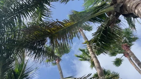 Palm Trees10 Sunny 스톡 동영상 281076447