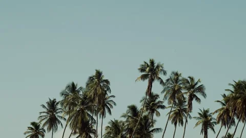 Palm Trees/Coconut Trees Stock Footage 152914852