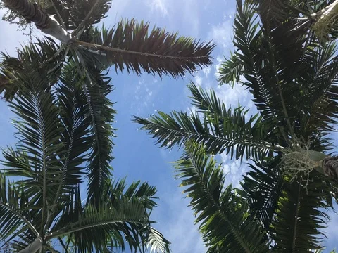 Palm treese swaying in the wind on a bright sunny warm day Stockbeeldmateriaal 77635889