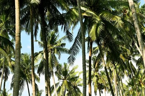 Palm treess Foto stock