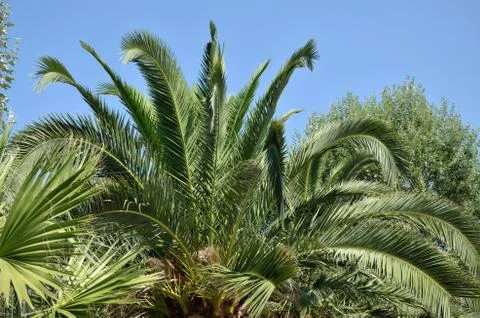 Palm treetop Stock Photos