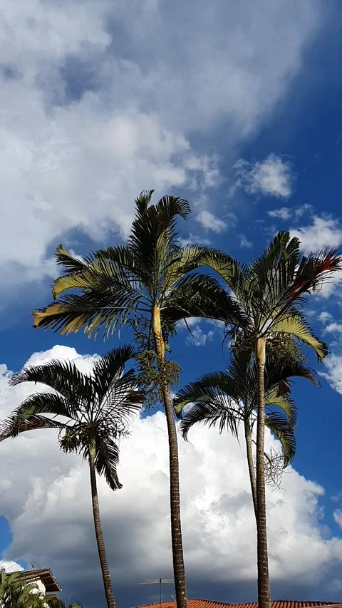 Palm tress with a dramatic blue sky with cumulus clouds Stock Footage 301443248