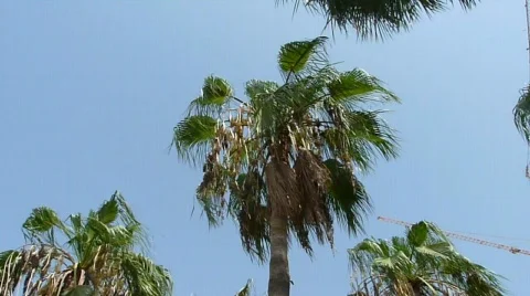 Palm Tress  Video stock 511201