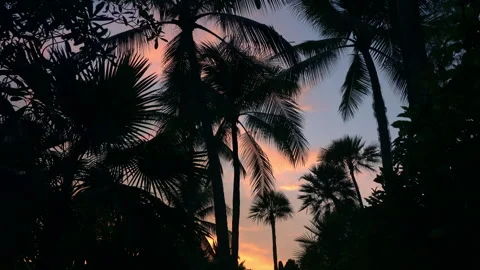Palm tress at sunset Stock Footage 245478707