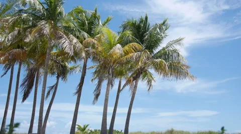 Palm Tress in the wind Video stock 54051842