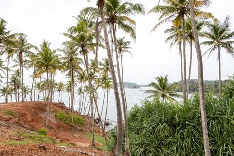 Palm tropical beach. Stock Photos