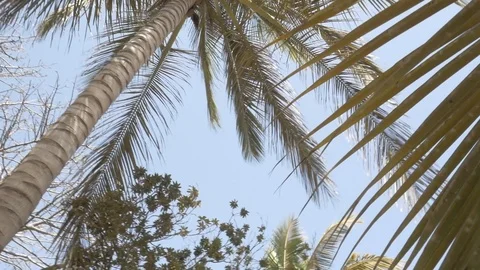 Palm Tropical Stockbeeldmateriaal 105688700