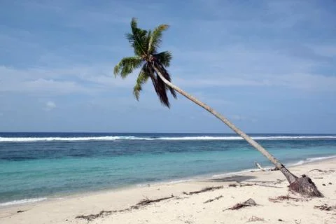 Palm trre on the beach Stock Photos
