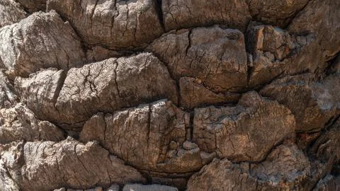 Palm trunk, bark of the background tree Stock Photos