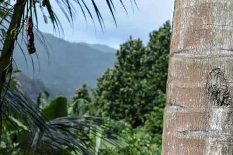 Palm Trunk Focused View in front of Blurred Seychelles Landscape View Stock Photos
