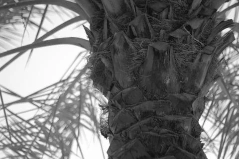 Palm trunk Stock Photos