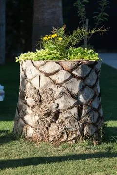 Palm trunk Stock Photos