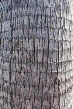 Palm trunk Stock Photos