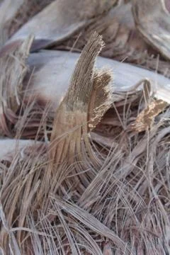 Palm trunk Stock Photos