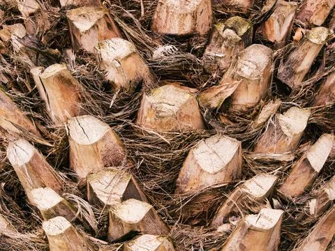 Palm trunk 스톡 사진