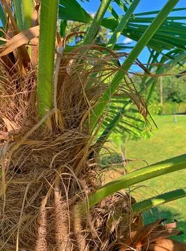 Palm trunk Stock Photos