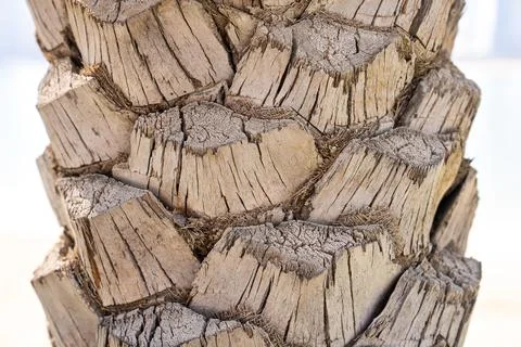 Palm Trunk Texture Macro. Tropical Natural Surface Pattern Stock Photos