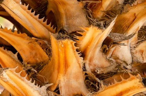Palm trunk texture. Palm tree bark surface. Natural background with copy space. Stock Photos