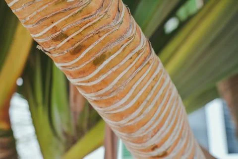 Palm trunk texture 写真素材