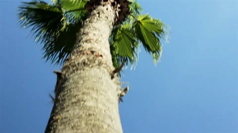 Palm from trunk to top Stock Footage 33421192