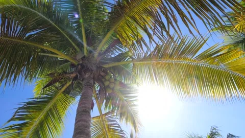 Palm with unripe coconuts. Bottom view: several clusters of unripe coconuts at Stock Footage 269772707