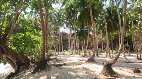 Palm Valley with Fallen Coconuts on a Philippine Beach in Bright Sunlight Stock Footage 339981293