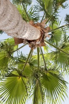 Palm view from below Stock Photos