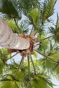 Palm view from below Stock Photos