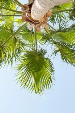 Palm view from below Stock Photos