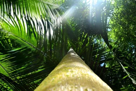 Palm View from the Ground Stock Photos