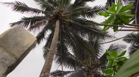 Palm view from Hotel Stock Footage 58285078