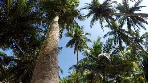 Palm view from its base: rotating footage Video stock 94230314