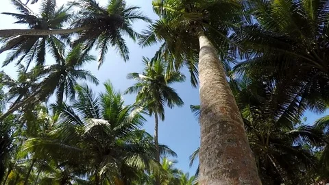 Palm view from its base: rotating footage Stock Footage 112226815
