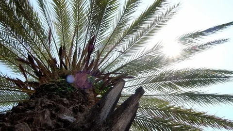 Palm view from the low point Stock Footage 93918255