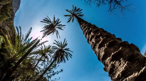 Palm View Timelapse 4k Stock Footage 68995761