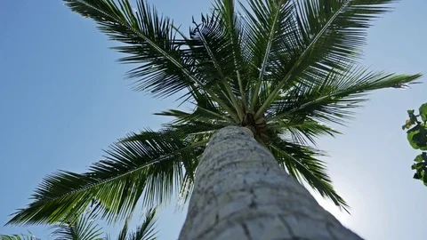 Palm View Underneath 4k Stock Footage 70622431