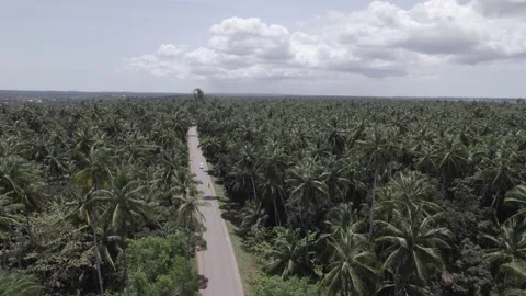 Palm view - wild landscape Stockbeeldmateriaal 220201496