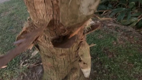 Palm Vision Stock Footage 135837766