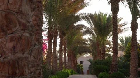 Palm walkway Stock Footage 231784815