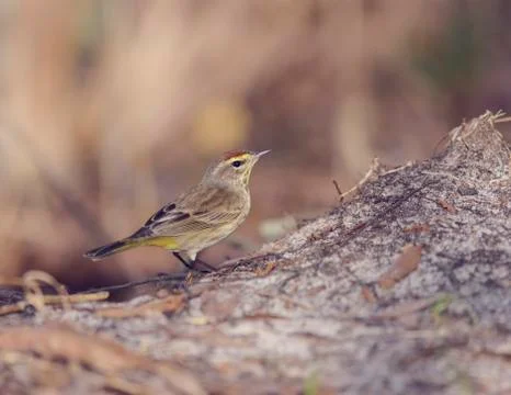 Palm Warbler Bird Stock Photos