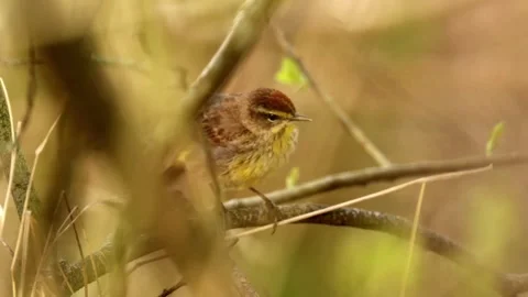 Palm warbler bird rubbing face on a tree branch and stretching wings in forest Stock Footage 325611969