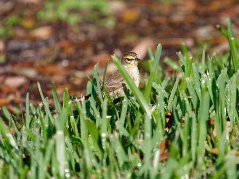 Palm Warbler in Grass Close Up Stock Photos