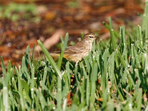 Palm Warbler in Grass Close Up Stock Photos