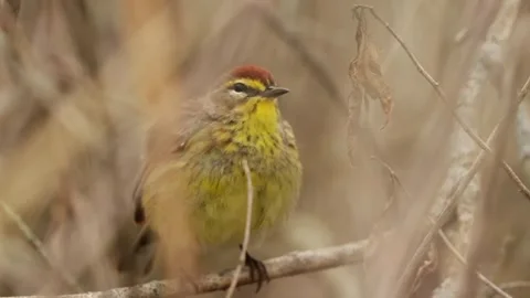 Palm warbler perched on a dry branch preening and cleaning its yellow feathers Stock Footage 325885497