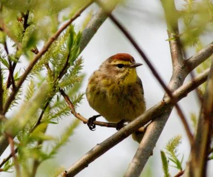Palm warbler Stock Photos